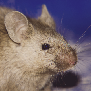 Hausmaus Hausmaus